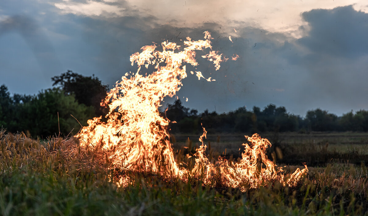 Feuer- und Grillstellen gesperrt: Hohe Waldbrandgefahr